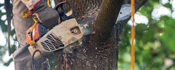 Best Hazardous Tree Removal  in , OR