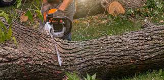 Best Seasonal Cleanup (Spring/Fall)  in , OR