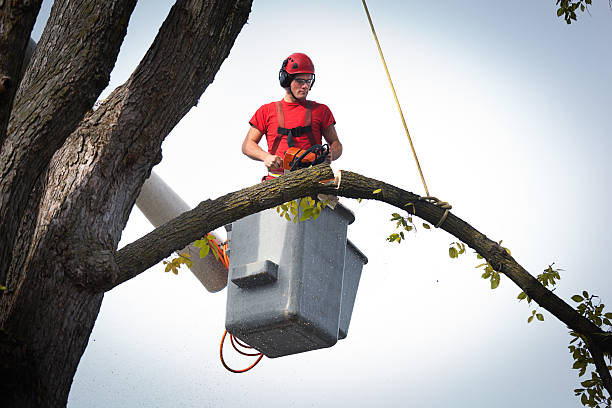 Best Tree Disease Treatment  in , OR